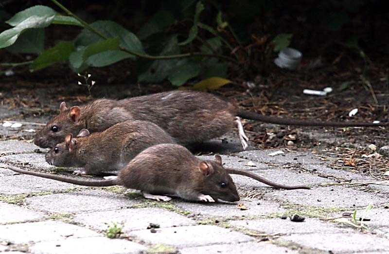 Szczury w parku Poniatowskiego w Łodzi