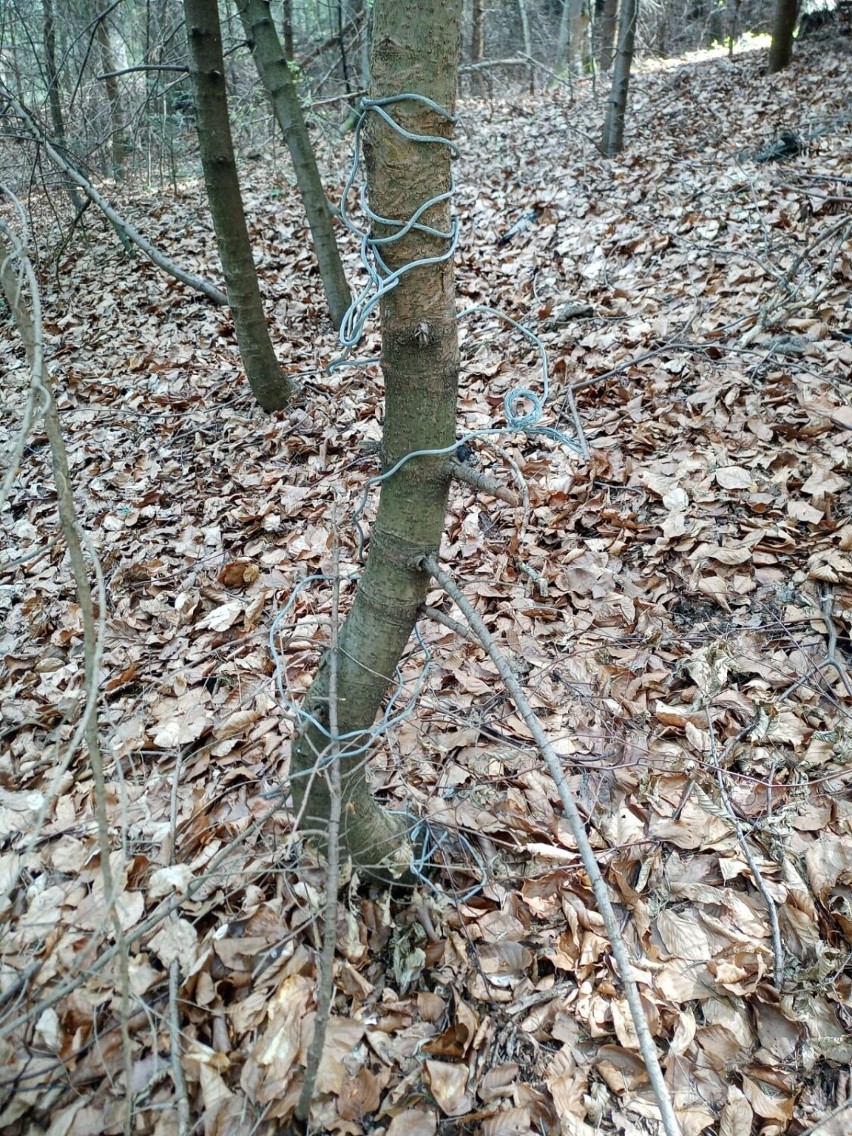 Dzięki fotopułapce złapano kłusownika. Zakładał wnyki na leśną zwierzynę