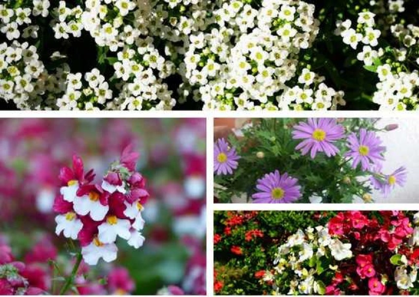 Zobacz rośliny kwitnące w czerwcu! TOP najpiękniejszych kwiatów (ZDJĘCIA)