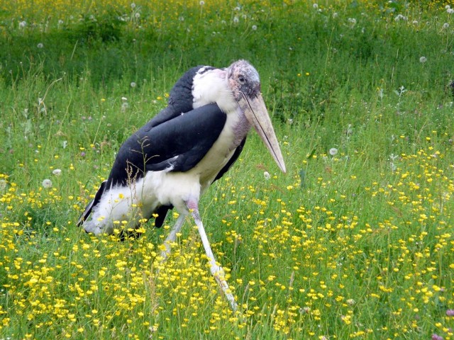 Marabut w śląskim zoo jest już bardzo długo i dalej nie ma imienia.