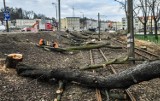 Wycinka drzew w Bydgoszczy. Trwa przygotowanie pod budowę linii tramwajowej na Kujawskiej [zdjęcia]