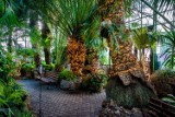 Palmiarnia w Wałbrzychu to najcieplejsze miejsce w regionie. Tropikalna oaza zaprasza (ZDJĘCIA)