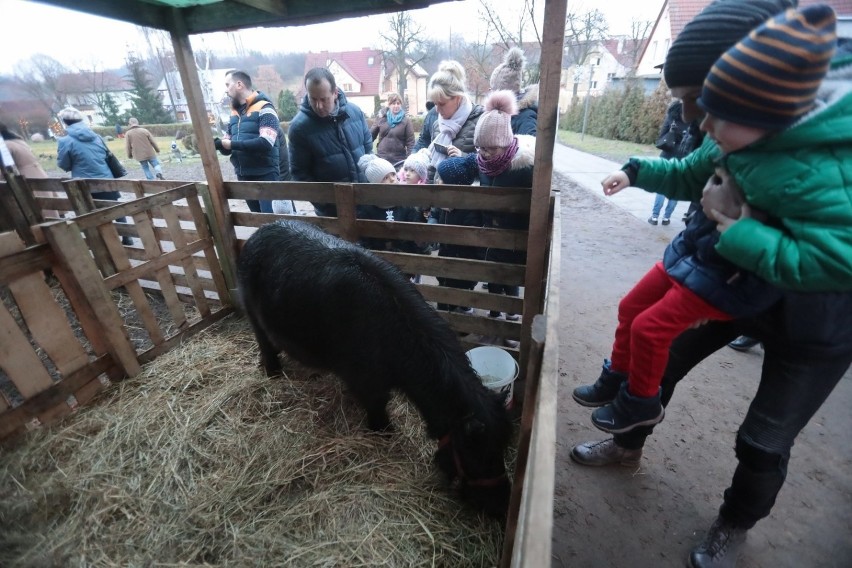 Szczecinianie lubią żywe szopki. Ta w Żydowcach przyciąga tłumy 