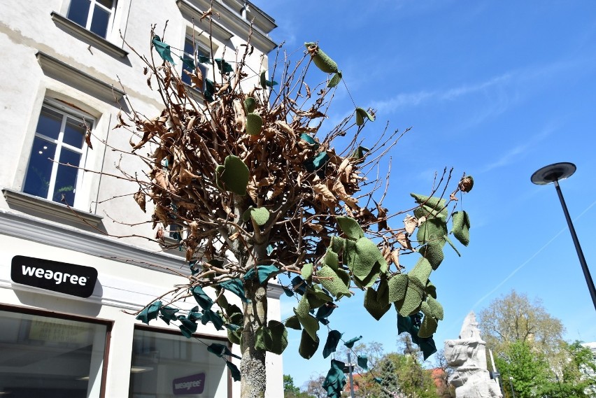 Opolski Alarm Smogowy powiesił liście na drzewach na ul....