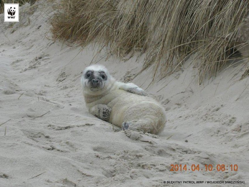 Mała foka znaleziona na plaży w Łebie