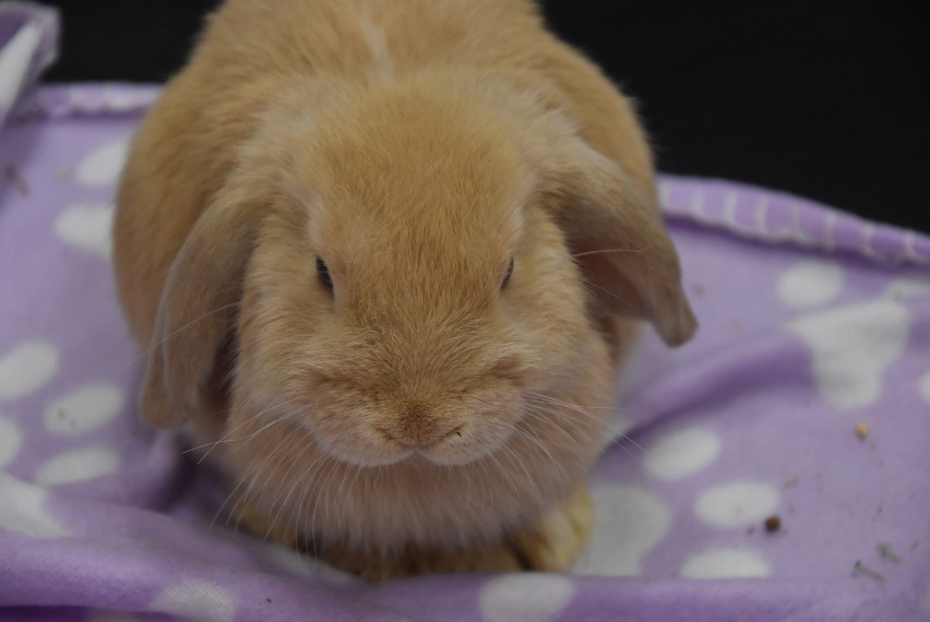 Wystawa królików Karzełek Teddy i Mini Lop w Pile
