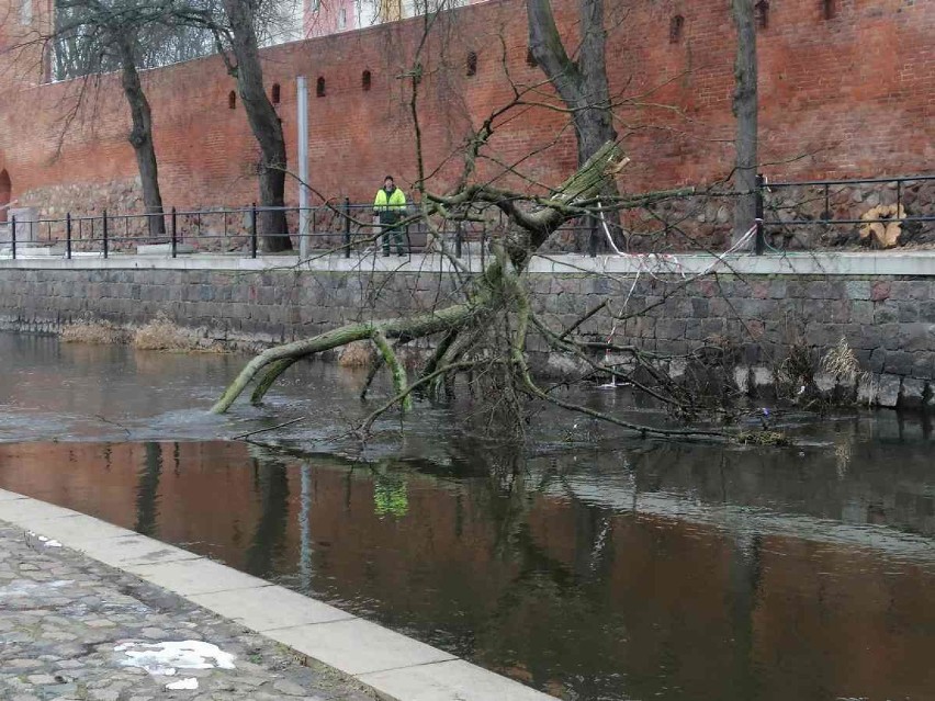 Ale lipa! Wyciągnęli drzewo z Iny w centrum Goleniowa