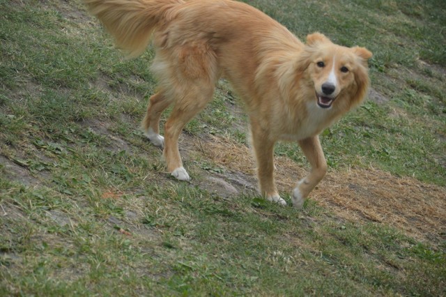 Stowarzyszeniem Ochrony Praw Zwierząt Animals organizuje zbiórkę karmy dla psów