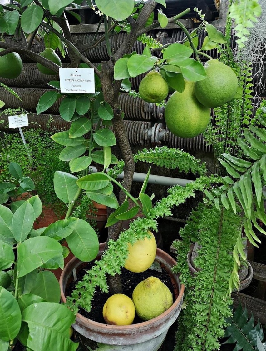 Kraków. Ogród Botaniczny pokryty białym puchem. Warto tu przyjść również zimą  [ZDJĘCIA]