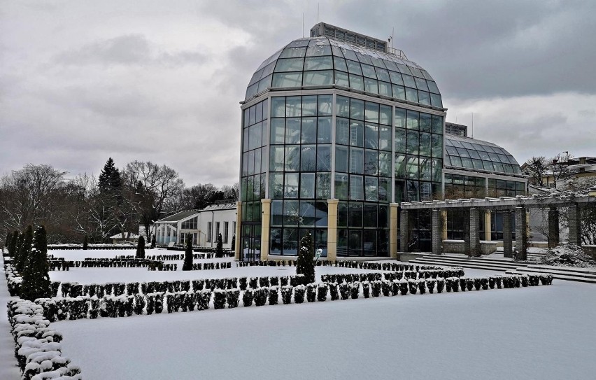 Kraków. Ogród Botaniczny pokryty białym puchem. Warto tu przyjść również zimą  [ZDJĘCIA]