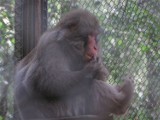 Monkey Day w myślęcińskim ZOO. Pomóż małpom!