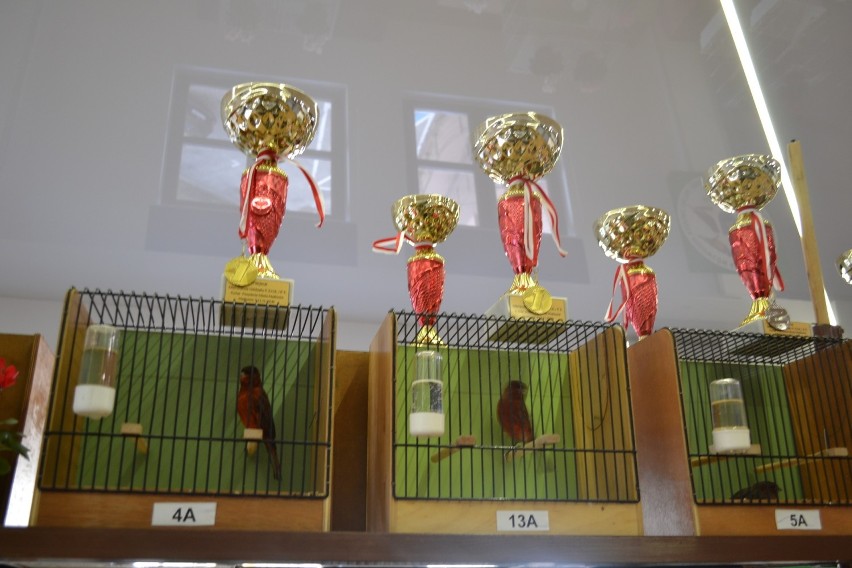 Mysłowice: Wystawa kanarków i ptaków egzotycznych [ZDJĘCIA]