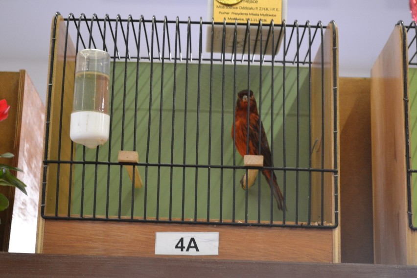 Mysłowice: Wystawa kanarków i ptaków egzotycznych [ZDJĘCIA]