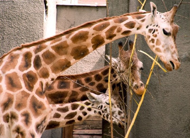 17 lipca w łódzkim zoo zdechła 3-letnia żyrafa Lokatka.