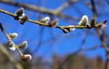 Pogoda w woj. lubelskim w piątek, 29 marca. Będzie ciepło! [WIDEO]