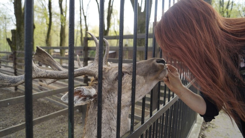 ZOO Akcent w Białymstoku. W zoo wiosna w pełni! Zobacz jak pięknie jest w białostockim Akcencie (ZDJĘCIA)