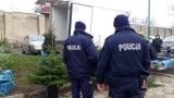 RAWICZ. Policja kontroluje miejsca sprzedaży choinek oraz karpi. Za złamanie przepisów grozi nawet 500 złotych kary [ZDJĘCIA]