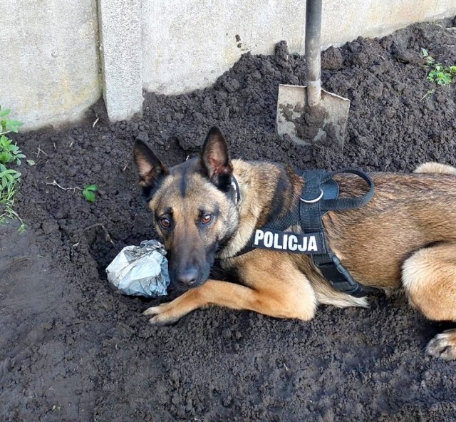 Policyjny pies Nel - znalazła zakazane środki. Były nie tylko w plecaku, ale także zakopane w ogródku.