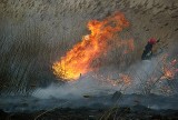 Pożar w Krościenku. Paliły się trawy [zdjęcia]