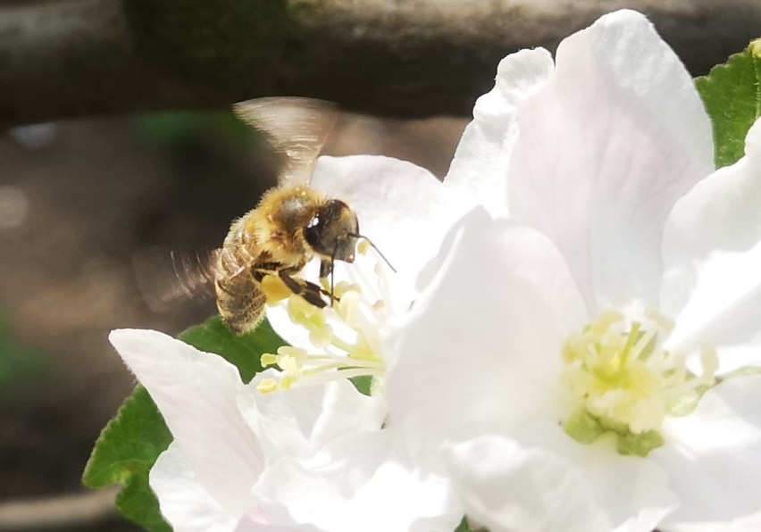 Światowy Dzień Pszczół. Sprawdź, jak wygląda wsparcie...