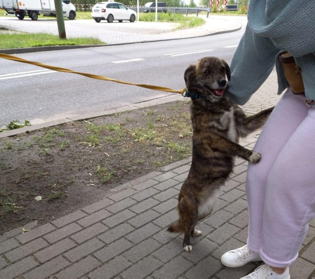 Znaleziono błąkającego się psa