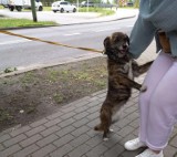Znaleziono psa przy rondzie Ofiar Katynia w Wolsztynie