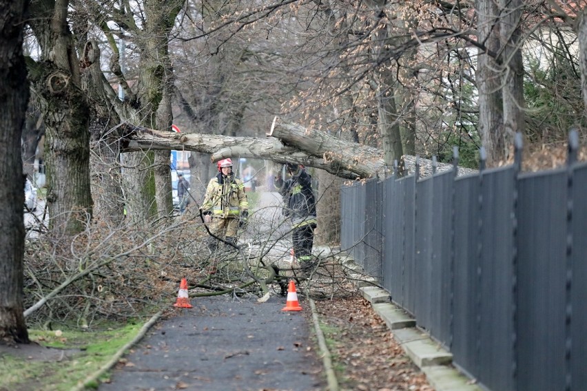 Powalone drzewo na ulicy Grunwaldzkiej w Legnicy [ZDJĘCIA]