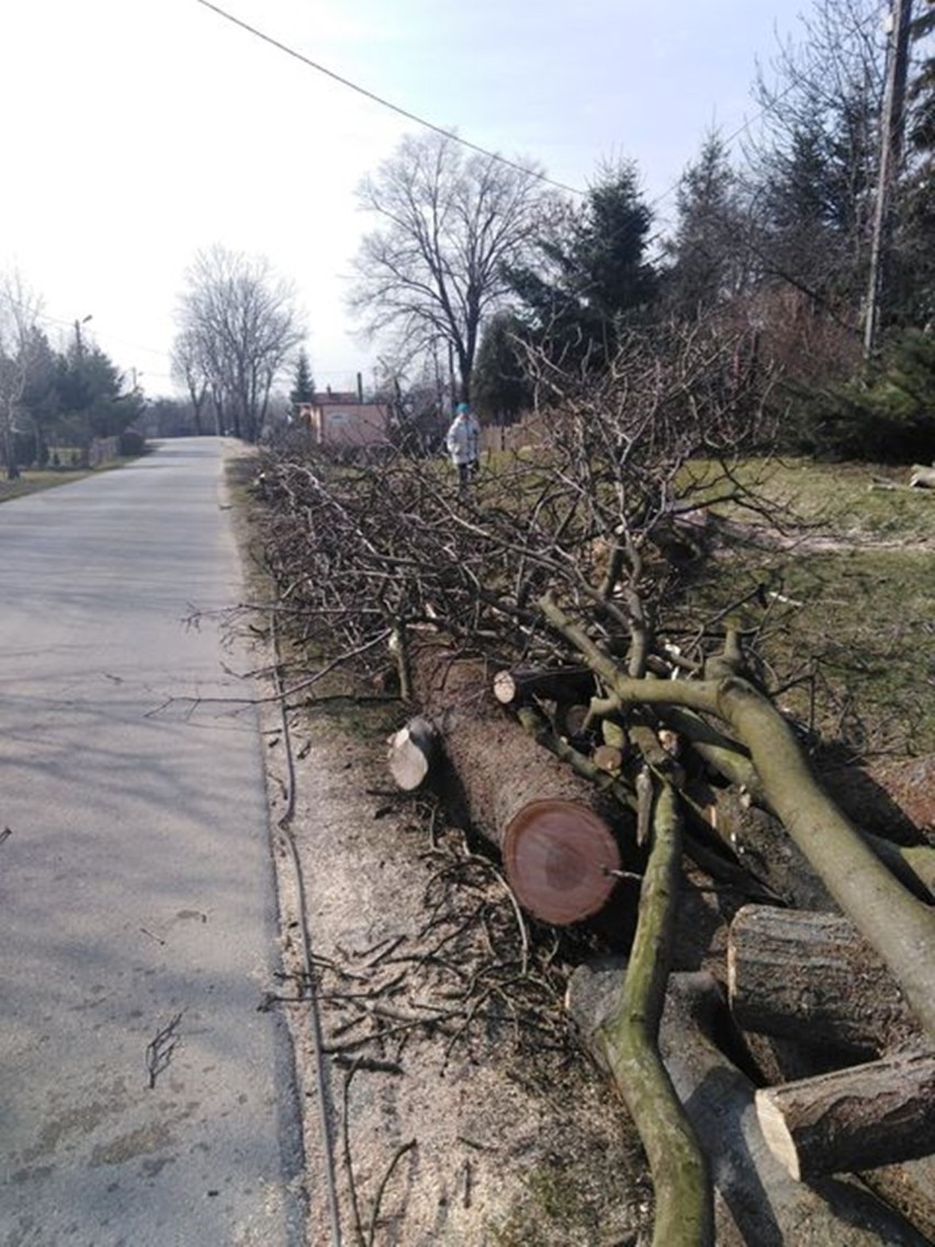 Wycinka drzew podzieliła społeczność Sądkowej