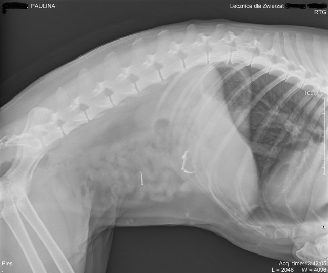 Cztery gwoździe utknęły w organizmie psa. Trzy były w żołądku, a jeden w jelitach. Widać je na zdjęciu RTG z kliniki weterynaryjnej.