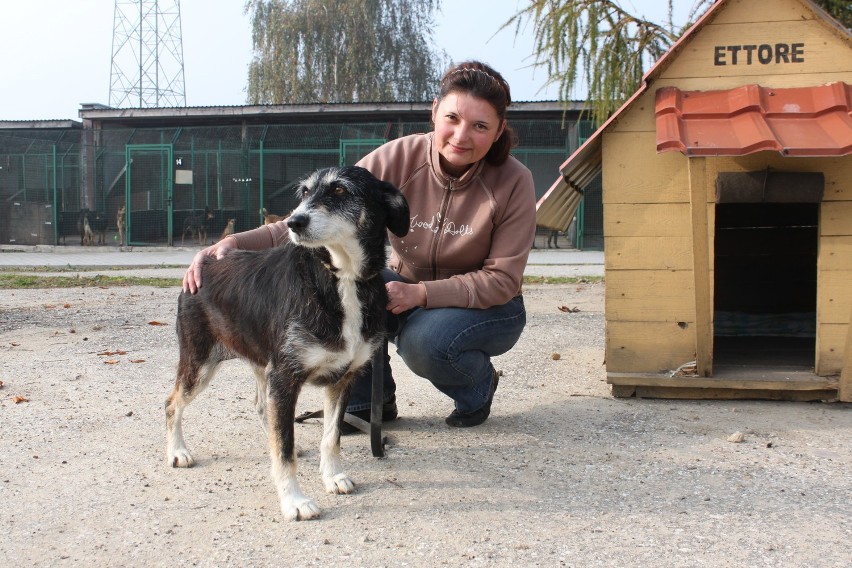 Schronisko dla zwierząt w Jastrzębiu-Zdroju: Stary nie znaczy gorszy