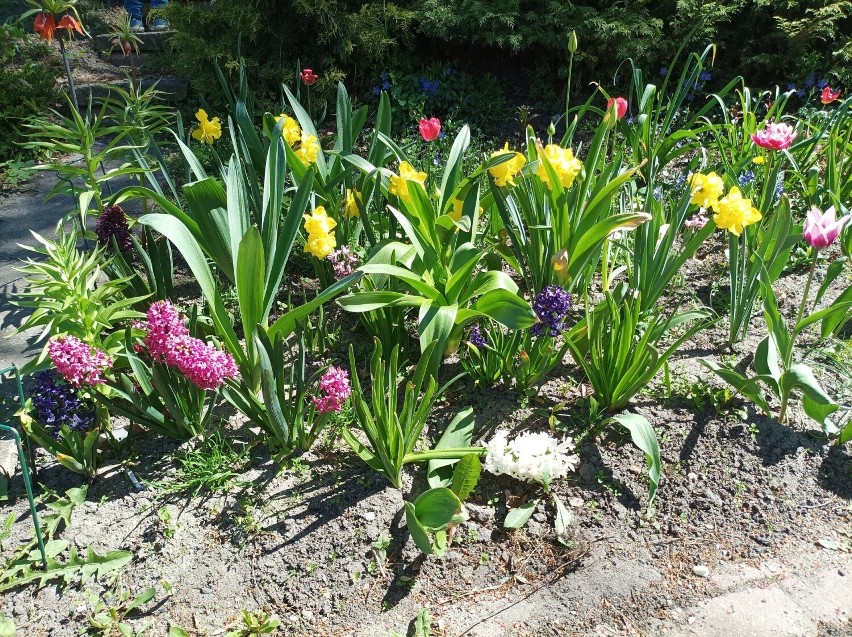 Ostrowskie ogrody pełne pięknych kwiatów. Co kwitnie w maju? Zobaczcie zdjęcia