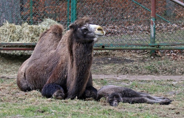 Wielbłądzica z gdańskiego zoo otrzymała nowe imię! Rozstrzygnięto, jak się będzie wabić