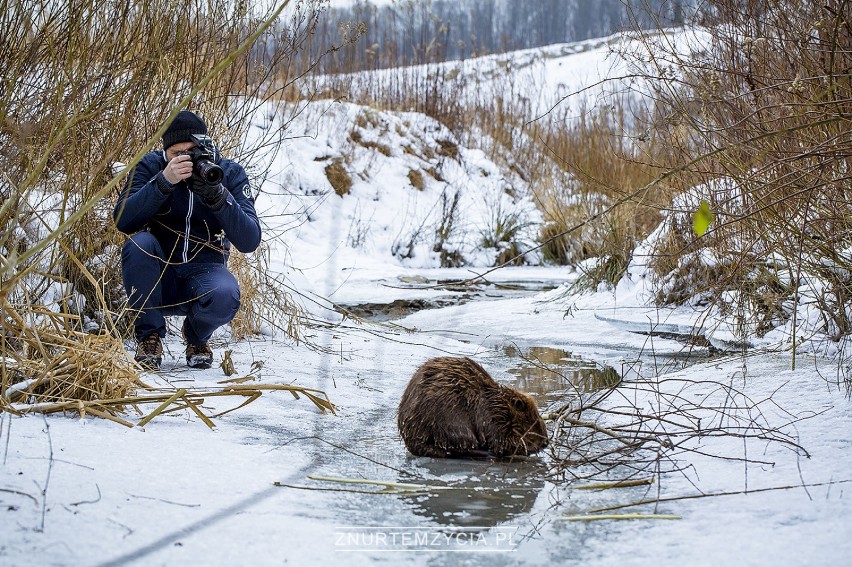 Bobra w zimie sfotografował Tomasz Kotaś. Nie było to łatwe,...