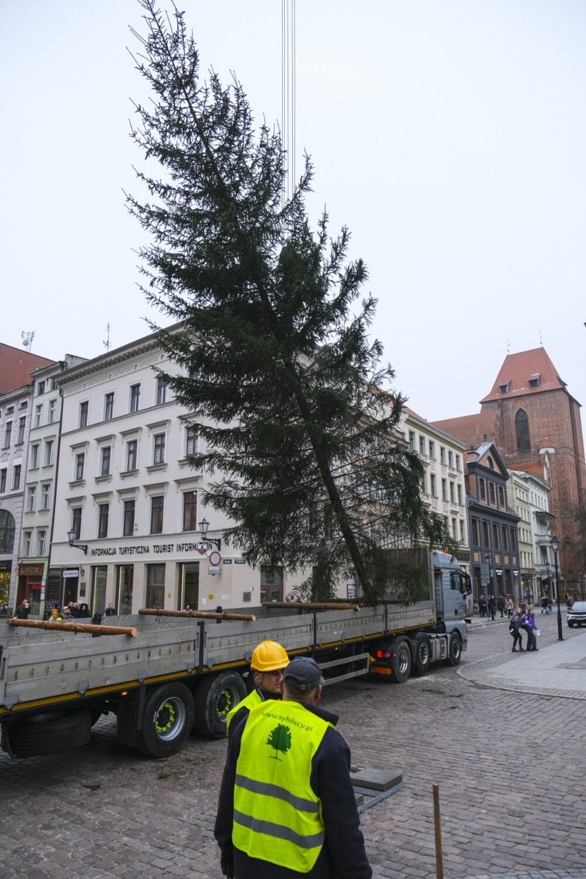 W środę na toruńskim Rynku Staromiejskim stanęła choinka...