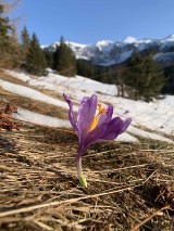 Tatry. Zobacz, jak budzi się do życia górska przyrody. W tym roku człowiek jej nie przeszkadza [6.04.]