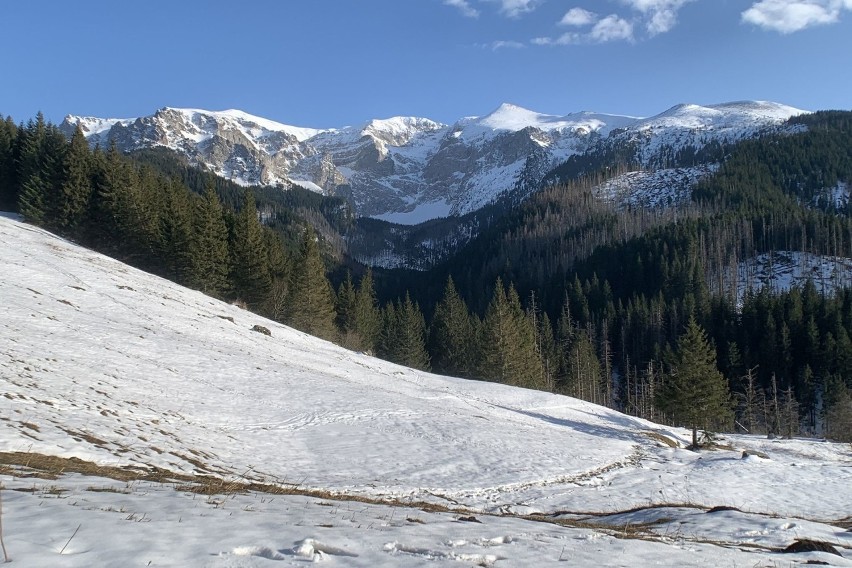 Tatry. Zobacz, jak budzi się do życia górska przyrody. W tym roku człowiek jej nie przeszkadza [6.04.]