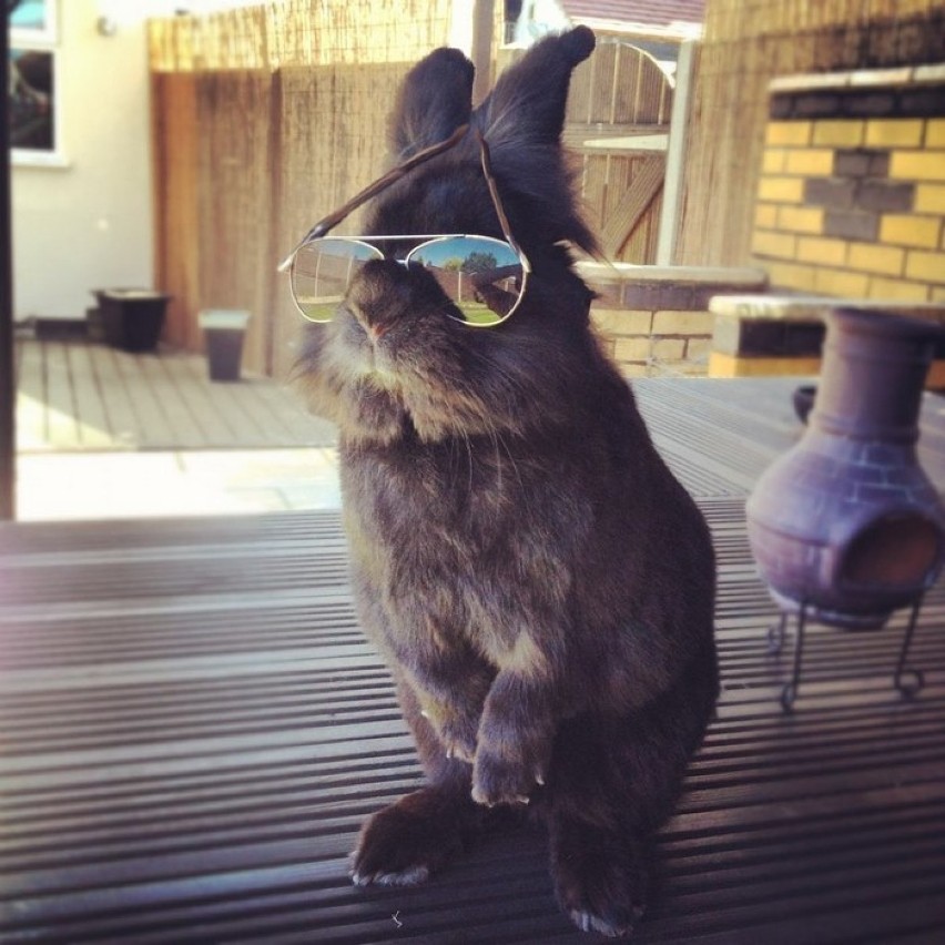 Nigdy nie będziecie równie cool, co królik w okularach....