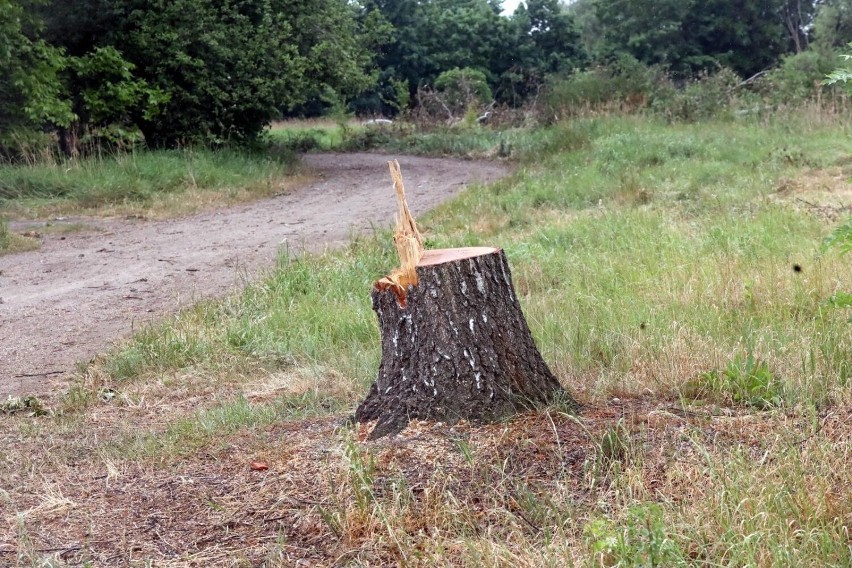 Obowiązuje ujednolicone wzory wniosków w zakresie wycinki...