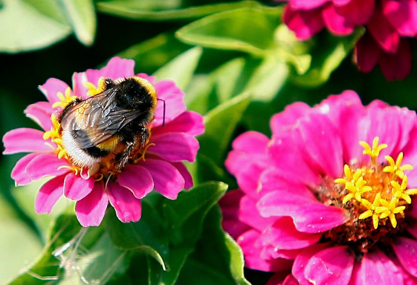 Dzień Pszczoły w Ogrodzie Botanicznym przy ul. Sienkiewicza...