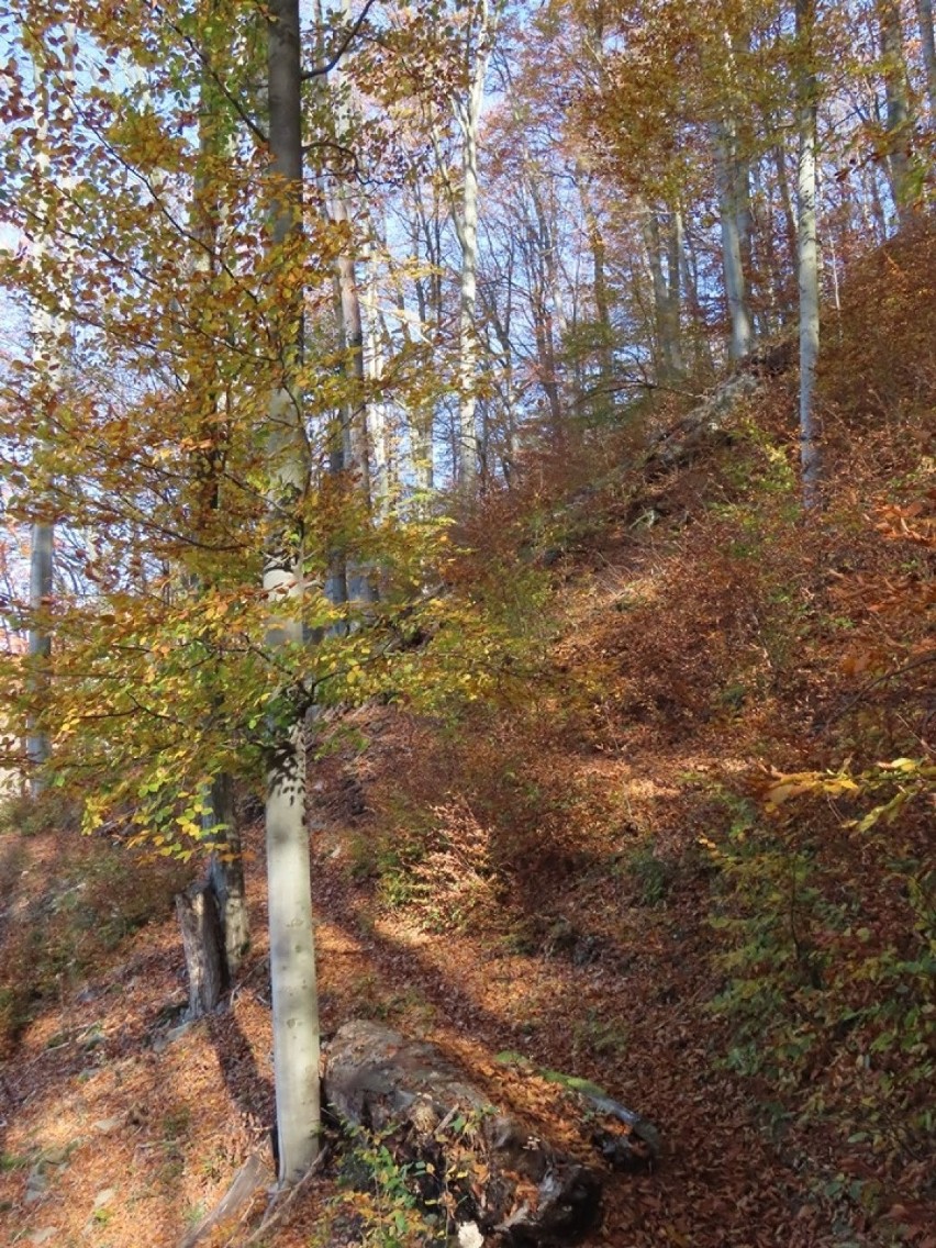 Jesienny spacer w Żegiestowie. Uzdrowisko prezentuje się uroczo
