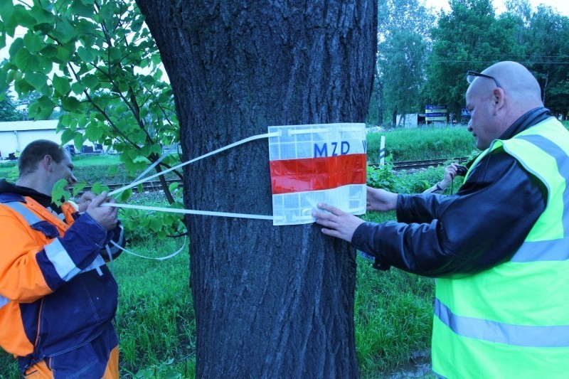 MZD oznaczył drzewa wzdłuż ulicy Bielskiej