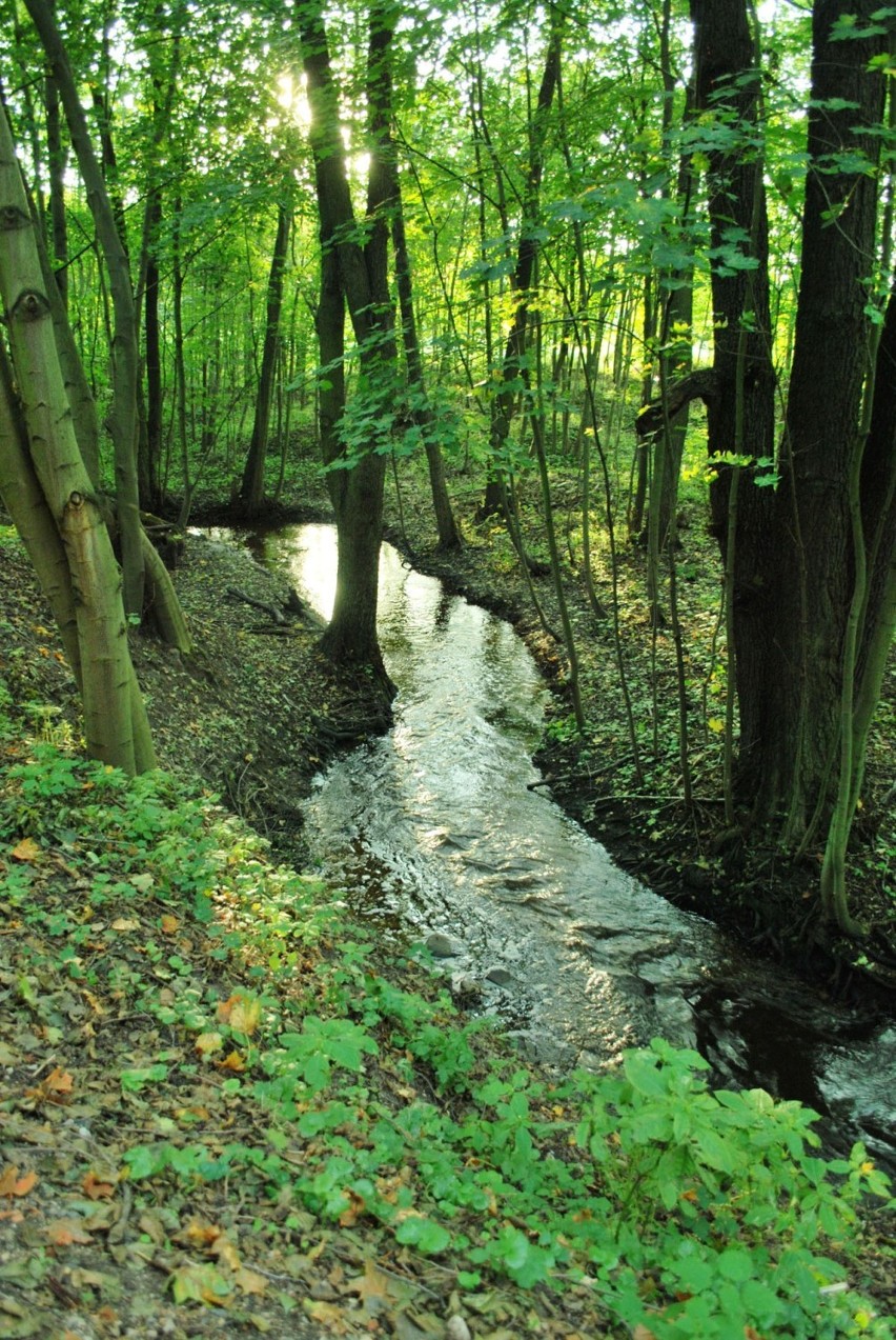 Zdjęcie konkursowe nr 1