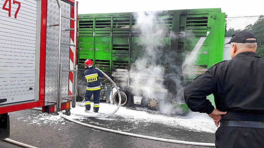 Świnie rozbiegły się na drodze szybkiego ruchu S3 [ZDJĘCIA]