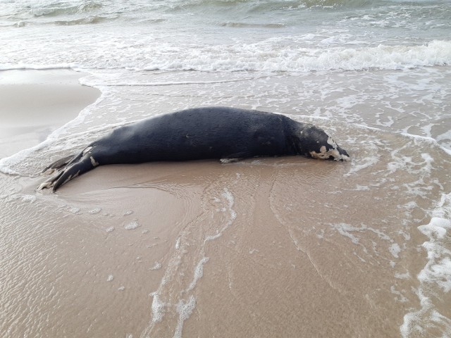 Kolejne martwe foki pojawiły się na plaży w Ustce, Dębinie i Orzechowie. W ciągu ostatnich dwóch tygodni wolontariusze Błękitnego Patrolu WWF odebrali zgłoszenia o 57 martwych zwierzętach na plaży. Kierownik Stacji Morskiej w Helu uspokaja, że to nie żadna katastrofa ekologiczna, ani epidemia wśród fok.