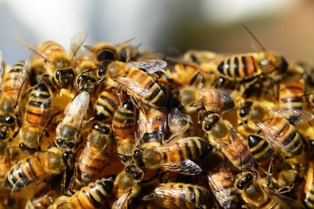 OKL w Gołuchowie na pomoc pszczołom