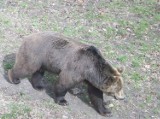 Turysta w Gorcach spotkał niedźwiedzia! Na szczęście ten go nie zaatakował