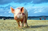 Świnka Raćka promuje Fundację Pies Szuka Domu. Spotkać ją możecie na sopockiej plaży