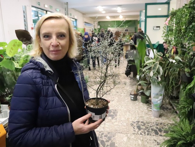 Ewa Rajkiewicz kolekcjonuje kwiaty i szuka podczas targów w różnych miastach ciekawy okazów. W Radomiu, podczas Jungle Bazaar jej uwagę zwróciła oryginalna corokia.