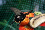 Wystawa żywych motyli w Palmiarni Poznańskiej [zdjęcia]
