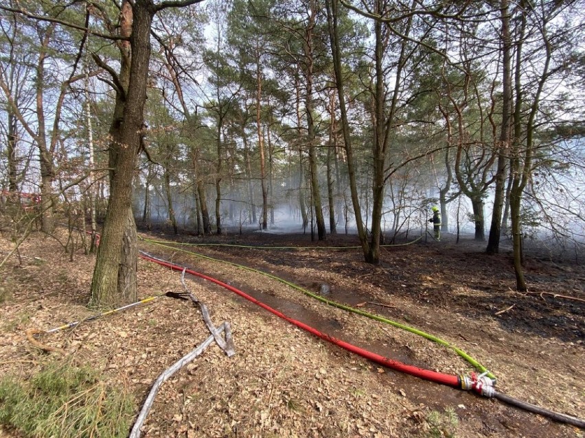 Duży pożar lasu w Józefowie w gminie Lisków. ZDJĘCIA